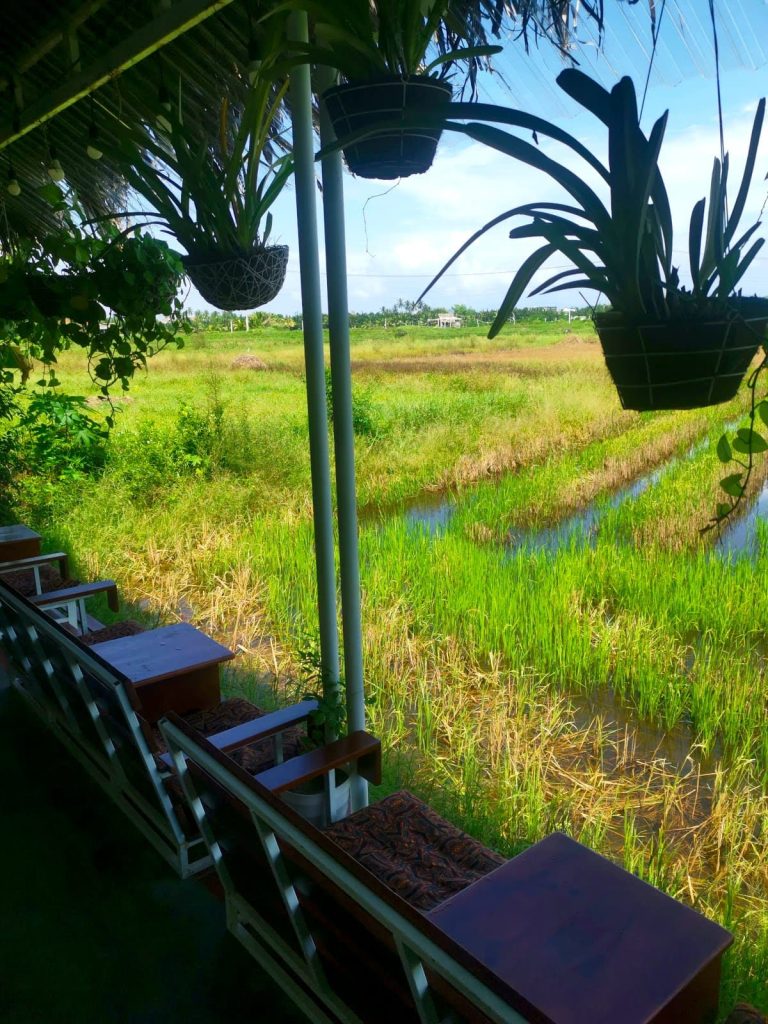 Wooden chairs at NGHE Rice Paddy Cafe right in front of a rice field and pot plants hanging above.